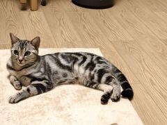 -瑞鹏宠物医院·夜间急症·心超·猫科(祖庙分店)