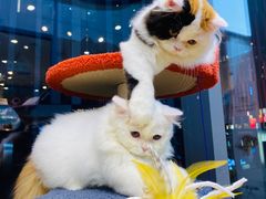 -萌兽医馆·眼科·异宠专科(三里屯店)