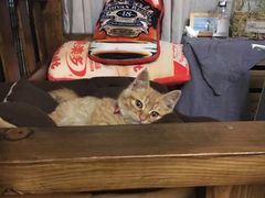-邢大夫动物医院