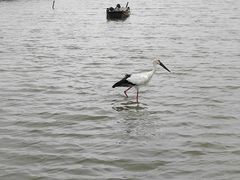 -盐城丹顶鹤湿地生态旅游区