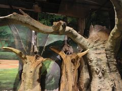 -绿色星球动物主题公园
