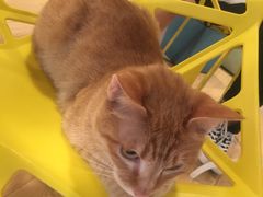 -Cappucimeow猫咪咖啡馆(韦伯时代店)