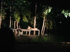 -清迈夜间动物园