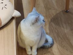 -滚猫咖啡·猫咖·猫友好撸猫(未来城店)