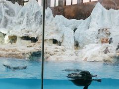 -帝企鹅自助餐厅•儿童岛•真企鹅(长隆企鹅酒店)