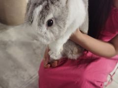 -楼上猫咖(罗湖店)