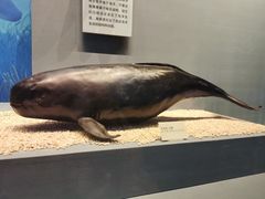 -天津自然博物馆
