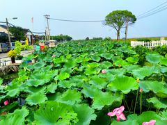 -莲花岛景区
