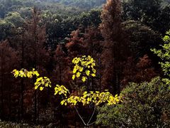 -云溪植物园