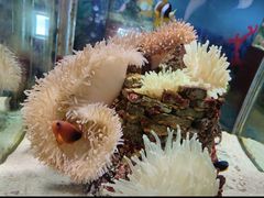 -太平洋海底世界