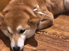 -柴务处·柴犬主题狗咖