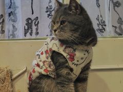 -楼上猫咖(罗湖店)