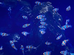 -海合安武汉极地海洋公园