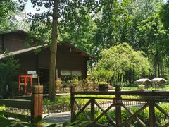 -合肥滨湖国家森林公园