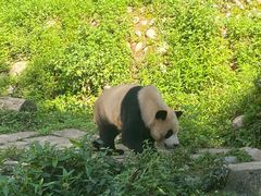 -中国大熊猫保护研究中心雅安碧峰峡基地