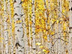 -乌兰布统景区-白桦林