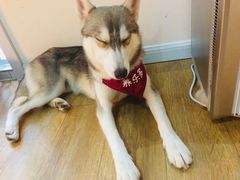 -Husky Go! 哈士奇体验馆·宠物咖啡厅狗咖