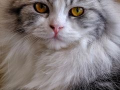 -飞行喵MR PILOT|猫舍·猫咖(静安大融城店)