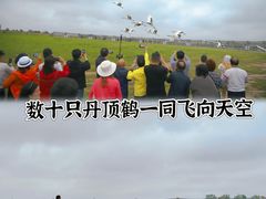 -盐城丹顶鹤湿地生态旅游区