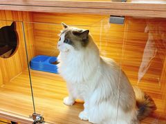 -猫十亿·布偶金渐层·曼基康矮脚猫舍(青年路店)
