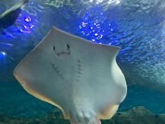 -上海海洋水族馆