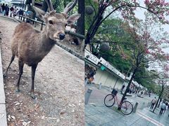 -奈良公园