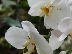 -西双版纳原始森林公园