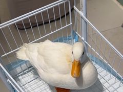 -怪兽屋·羊驼·猫咖·狗咖(俊华广场店)