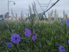 -中国天府农业博览园