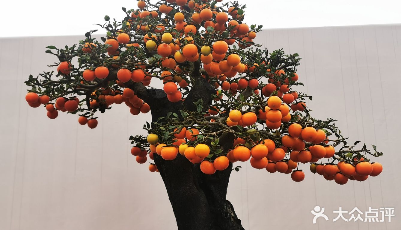 盆景艺术，匠心独具