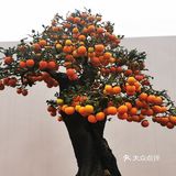 盆景艺术，匠心独具