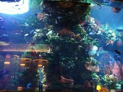 -迪拜帆船酒店海底餐厅