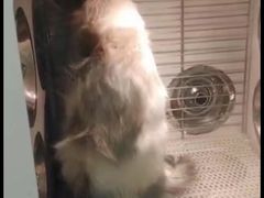 -猫宠乐园·专业洗护