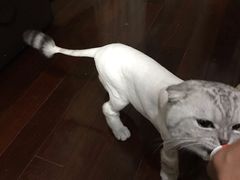 -守诺宠物医院·眼科· 特色牙科·异宠专科(虹口店)
