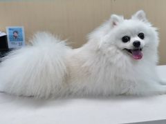 -宠颐生猫科·内科皮肤科(西平世纪城店)