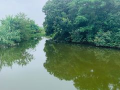 -南汇新场正宗水蜜桃采摘