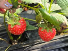 -甜心庄园·甜心草莓采摘园(西青中北店)