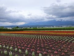 -富田农场
