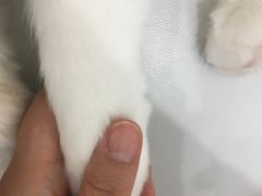 -糯米喵星人·撸猫猫舍咖啡馆(西市场嘉华店)