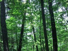 -铁山坪森林公园