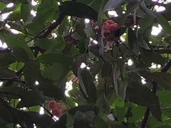 -南宁良凤江国家森林公园