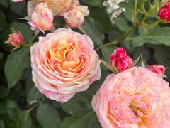 -海上花岛玫瑰园采摘