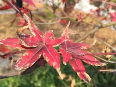 神农草堂中医药博物馆-广州神农草堂中医药博物馆