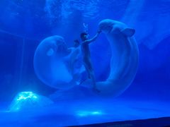 -上海海昌海洋公园-冰山北极馆