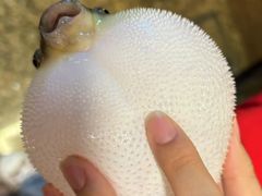 -肆月河豚·淮扬菜·湘菜(华天店)