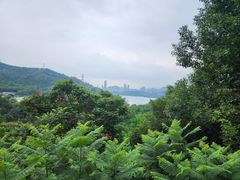 -深圳仙湖植物园