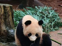 -都江堰中华大熊猫苑