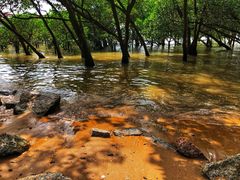 -宝安西湾红树林湿地公园