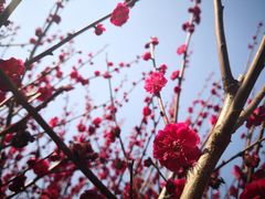 -香雪海