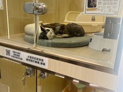 -momokira米努特·德文卷毛猫·棉花面纱犬